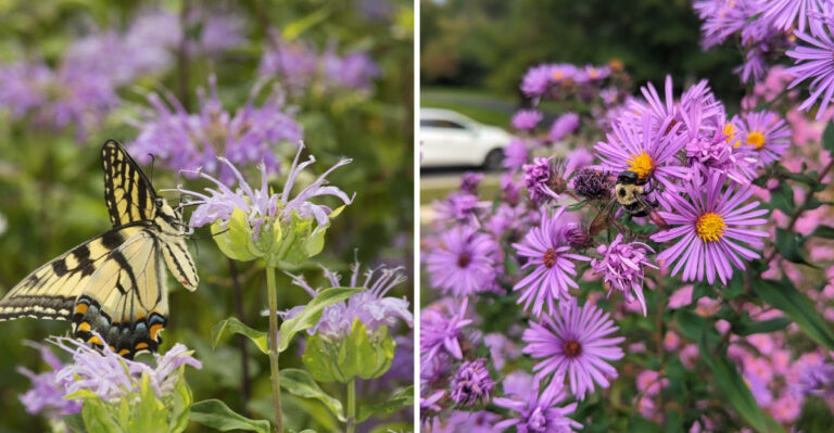 These Are The Ohio Native Plants To Grow Instead Of Lantana