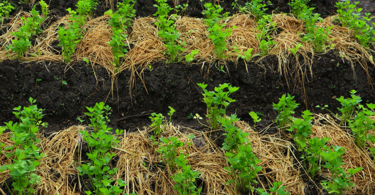 straw mulch vegetable garden