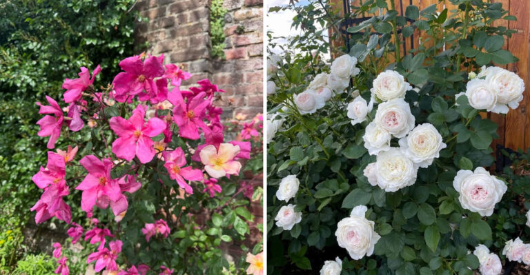 These Are The Only Roses That Actually Thrive In Georgia Summer Heat Without Constant Care