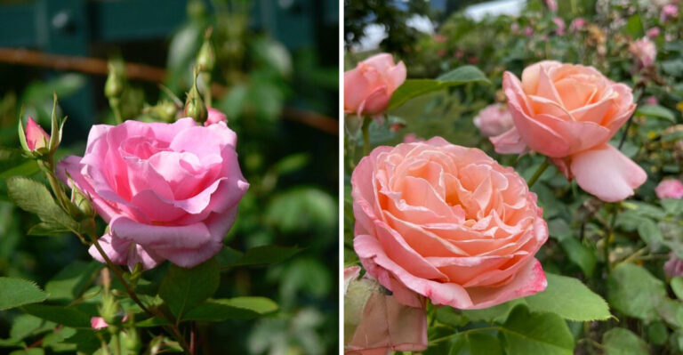 roses