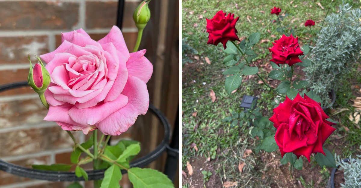 roses