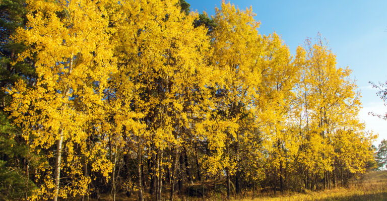 These Are The Oregon Trees That Create A Wildfire Buffer Around Any Home