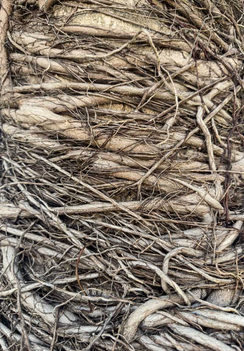These Ornamental Grasses Are On Rhode Island's Removal List And Here's Why These Ornamental Grasses Are On Rhode Island's Removal List And Here's Why