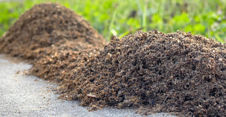 These Are The Overlooked Reasons Fire Ant Mounds Keep Multiplying In South Carolina