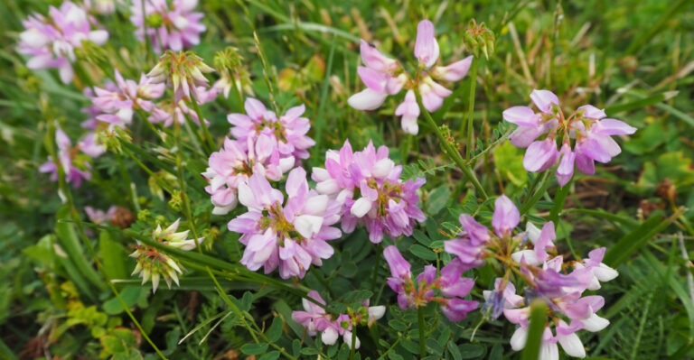 These Are The Pennsylvania Crown Vetch Warning Signs Every Homeowner Should Know Before It Spreads
