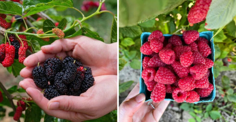 mulberry and raspberry