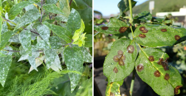 garden diseases