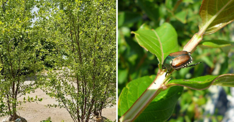 These Are The Pennsylvania Garden Plants Japanese Beetles Target Most Aggressively In July