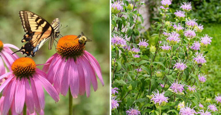coneflower and wild bergamot