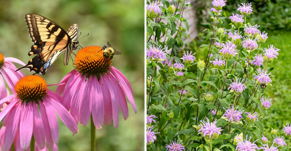 coneflower and wild bergamot