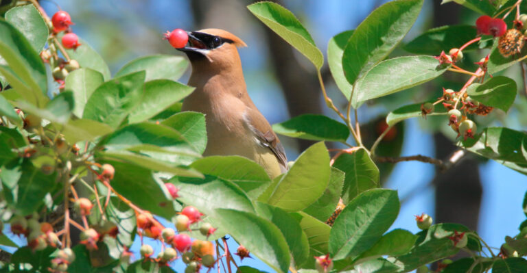 These Are The Pennsylvania Native Plants That Attract Tick-Eating Birds Better Than Any Feeder