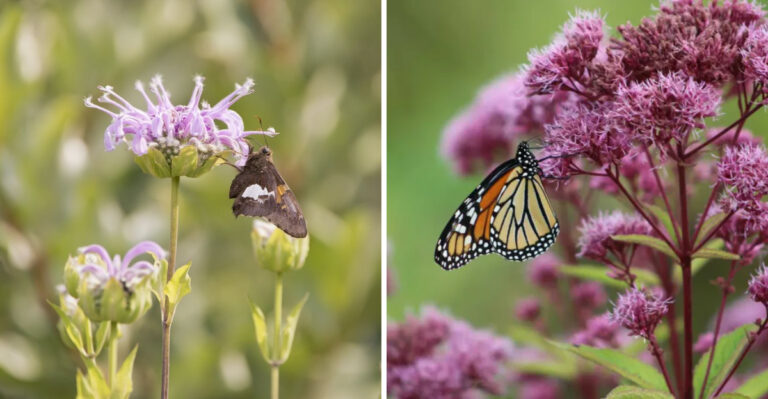 These Are The Pennsylvania Native Plants That Support The Most Pollinators During Peak July Bloom