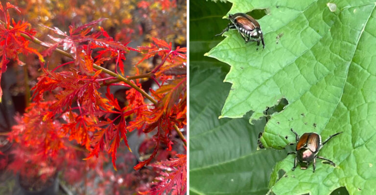 These Are The Pennsylvania Plants Japanese Beetles Target First
