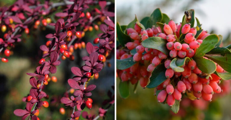 These Are The Pennsylvania Shrubs Moving From Legal To Illegal