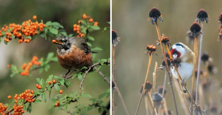 These Are The Pennsylvania Yard Habits That Attract Birds Known To Eat Ticks