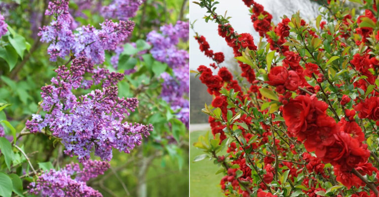 These Are The Plants California Gardeners Should Never Prune In June