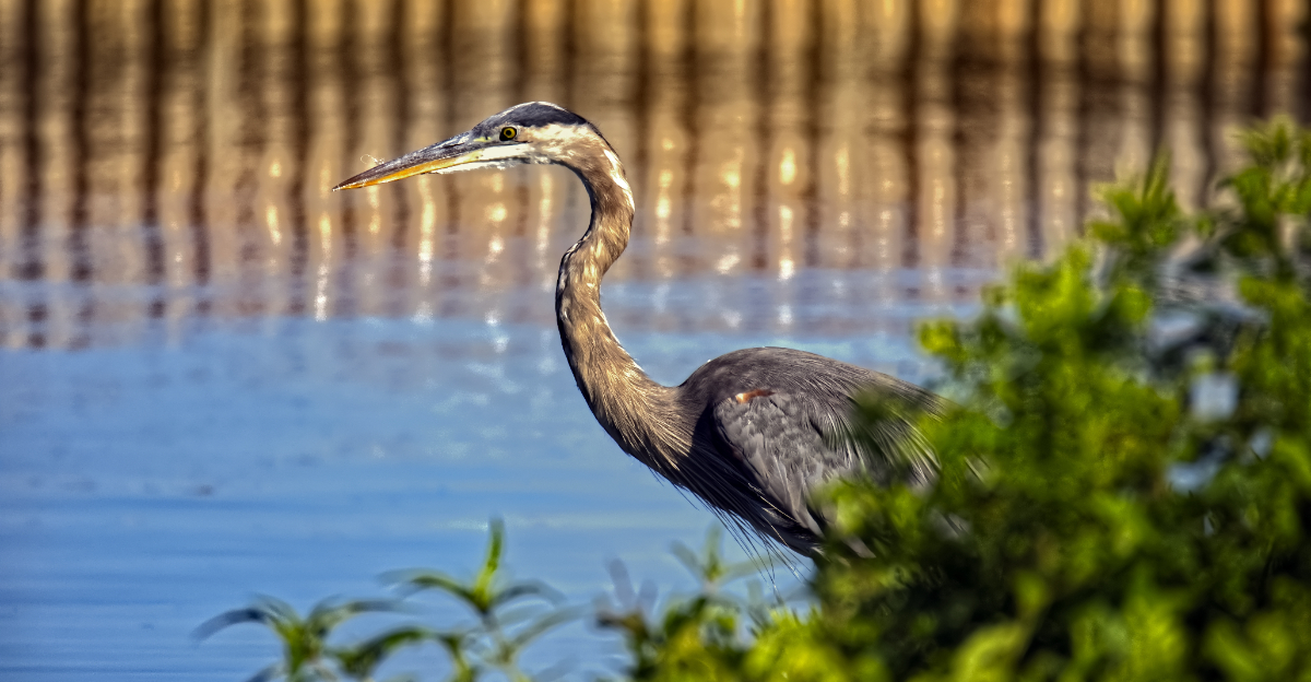Great blue heron