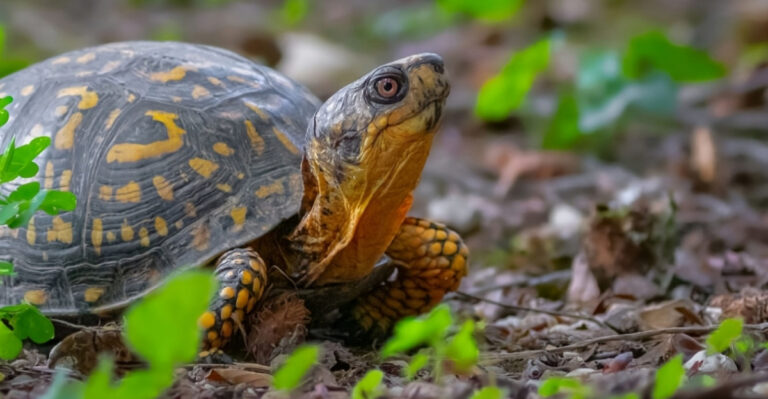 These Are The Plants Ohio Gardeners Can Add This Summer To Bring Box Turtles Into The Yard