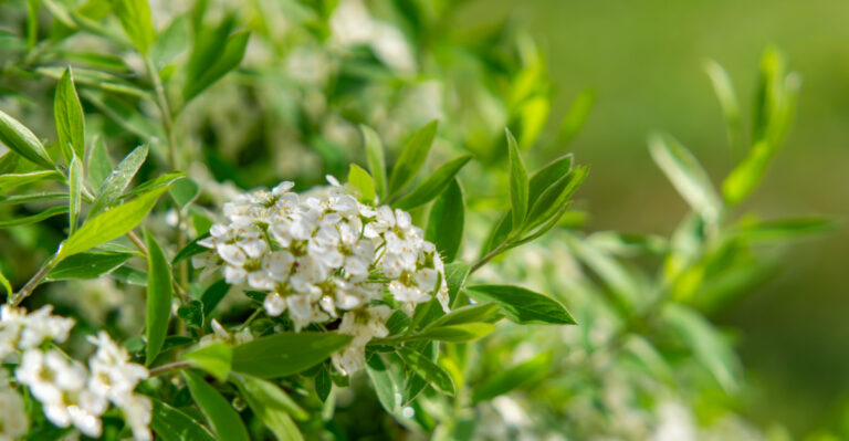 These Are The Plants Oregon Gardeners Are Using Instead Of Boxwood