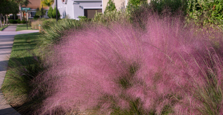 pink muhly grass