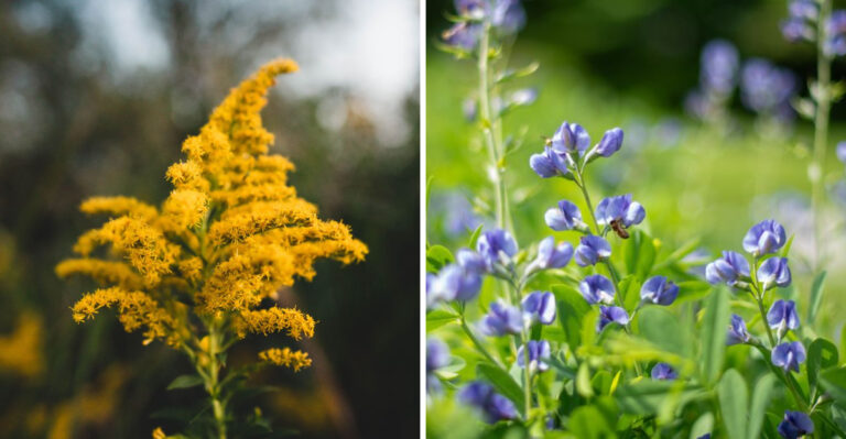 These Are The Plants That Bring Fireflies Back To Illinois