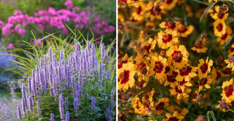 These Are The Plants That Turn Tennessee’s Summer Heat Into Their Greatest Advantage