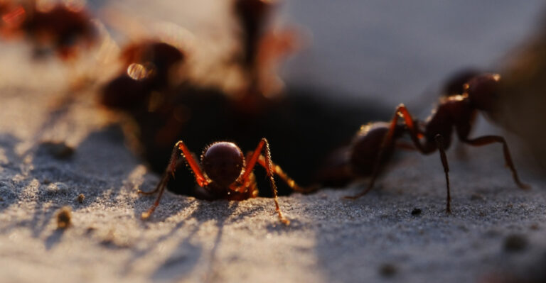 These Are The Reasons Fire Ant Mounds Keep Multiplying In Your Arkansas Yard