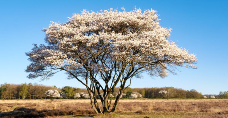 These Are The Reasons Illinois Gardeners Are Choosing Serviceberry Over Bradford Pear
