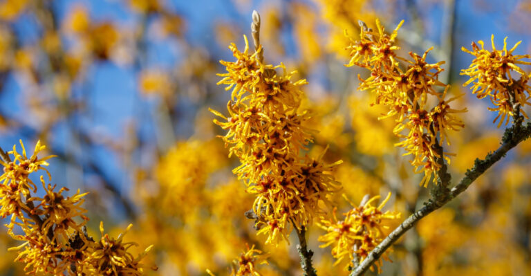 These Are The Reasons Witch Hazel Is A Must-Have For Massachusetts Yards