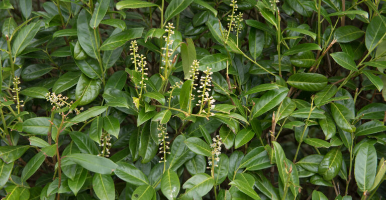 plant (featured image)