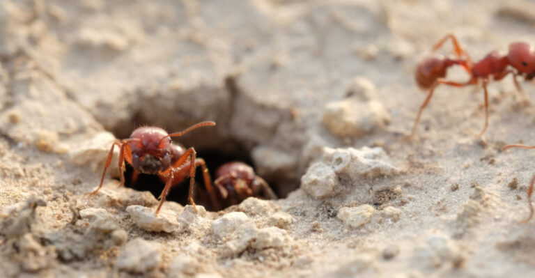 These Are The Signs Fire Ants Have Made Your West Virginia Yard Their Home