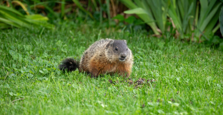 These Are The Signs You Have A Groundhog Problem In Your Illinois Garden