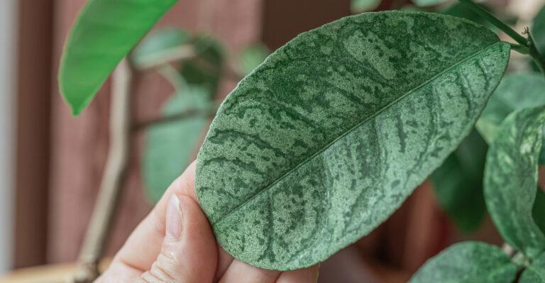 citrus tree (featured image)