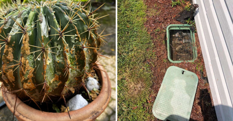 These Are The Signs Your Arizona Irrigation System Is Damaging Your Plants More Than Helping