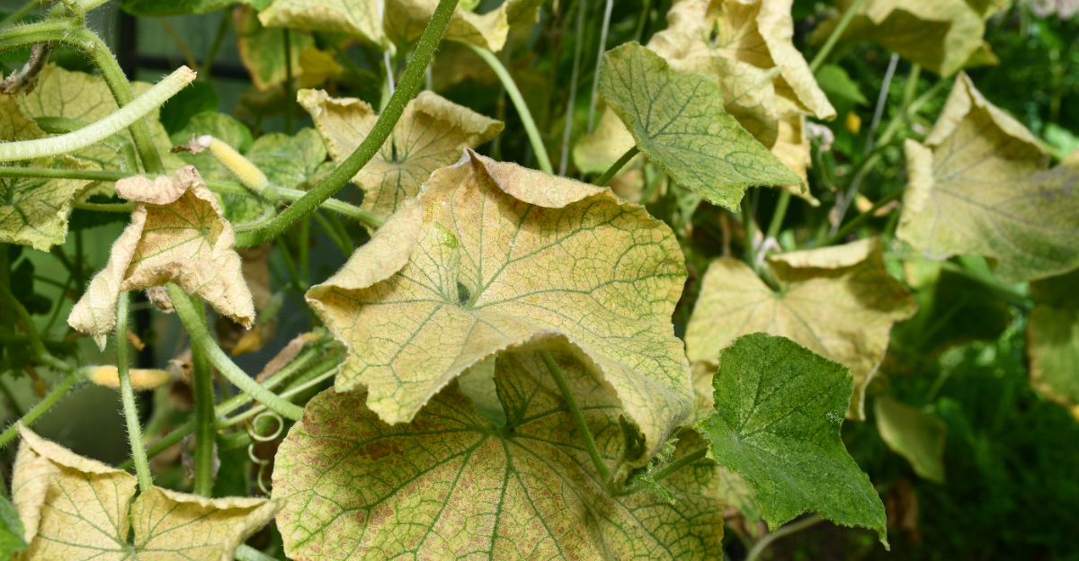 cucumber wilting