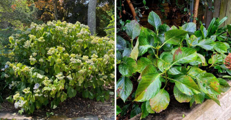 These Are The Signs Your Michigan Hydrangeas Are Stressed From Heat And What To Do Immediately