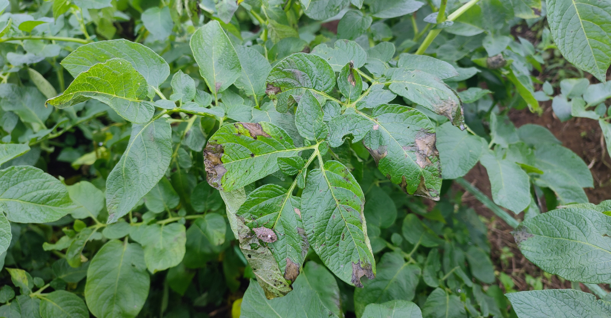potato blight