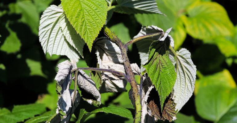 raspberry cane blight