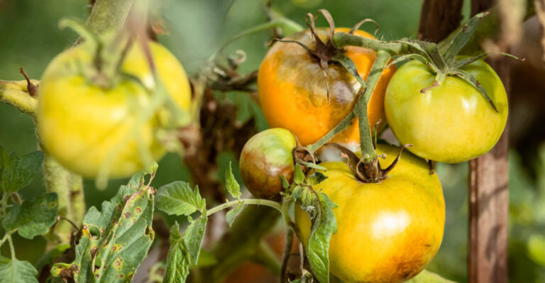 tomato blight
