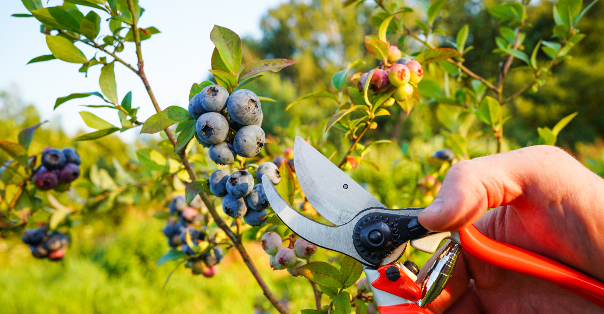 pruning blueberry