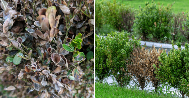 boxwood blight