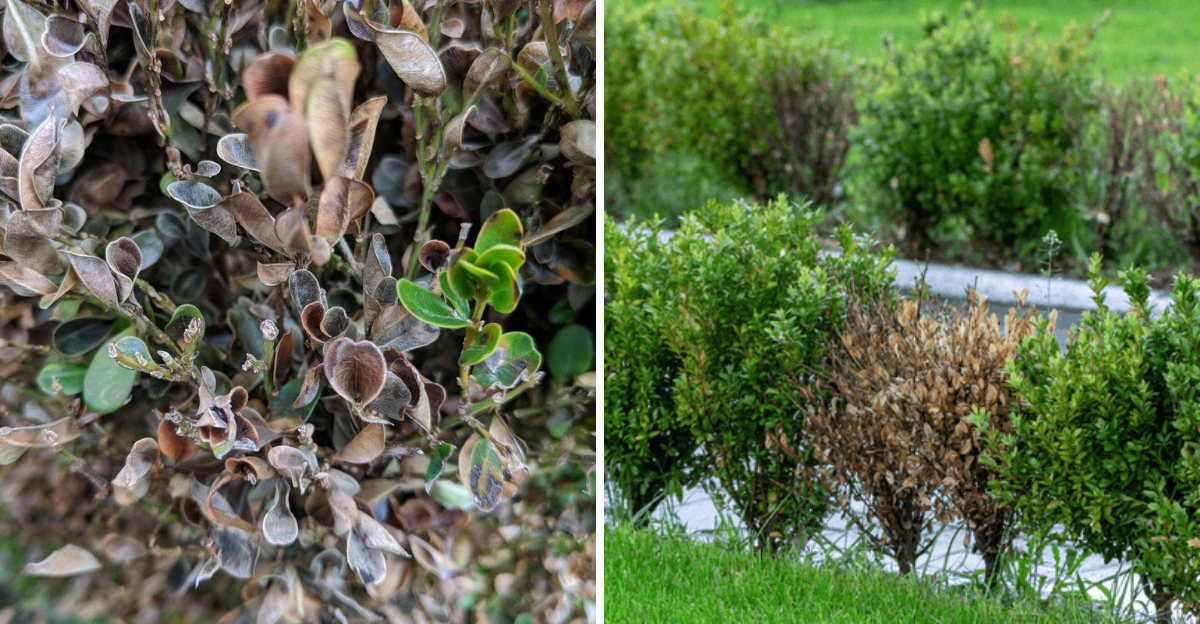 boxwood blight