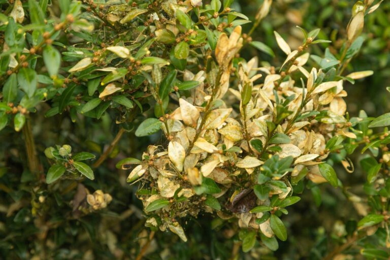 boxwood blight