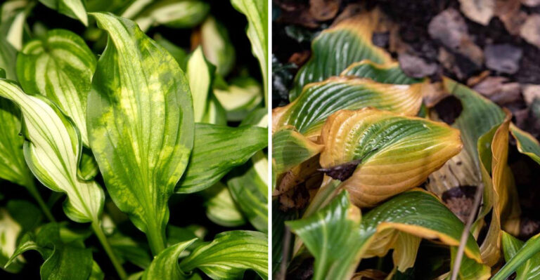These Are The Signs Your Pennsylvania Hosta Has Crown Rot And What To Do Immediately
