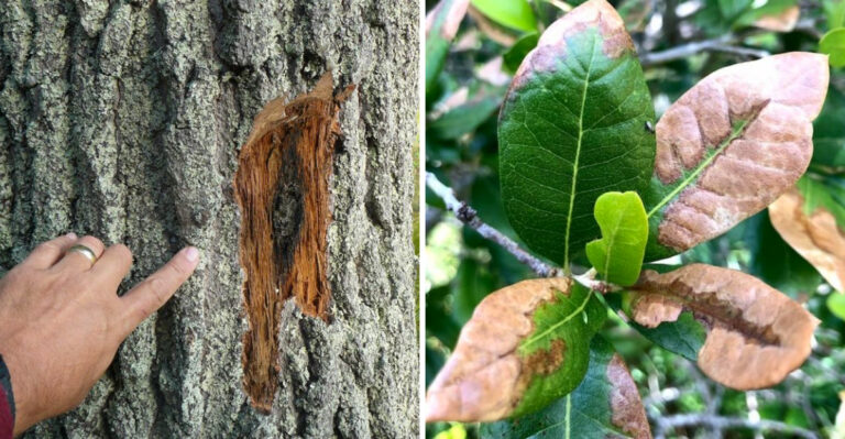 These Are The Signs Your Pennsylvania Oak Has Oak Wilt And What To Do Immediately