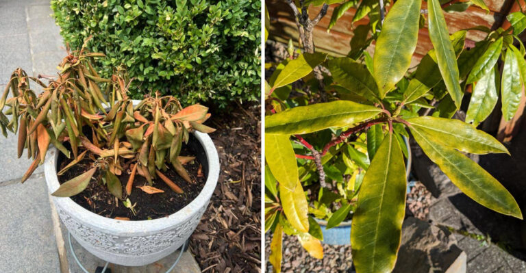 These Are The Signs Your Pennsylvania Rhododendron May Have Root Rot And What To Do Right Away