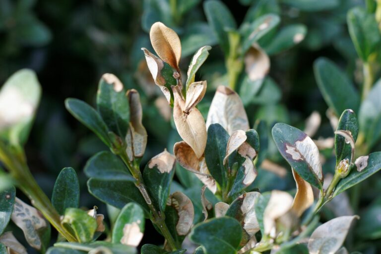 boxwood blight