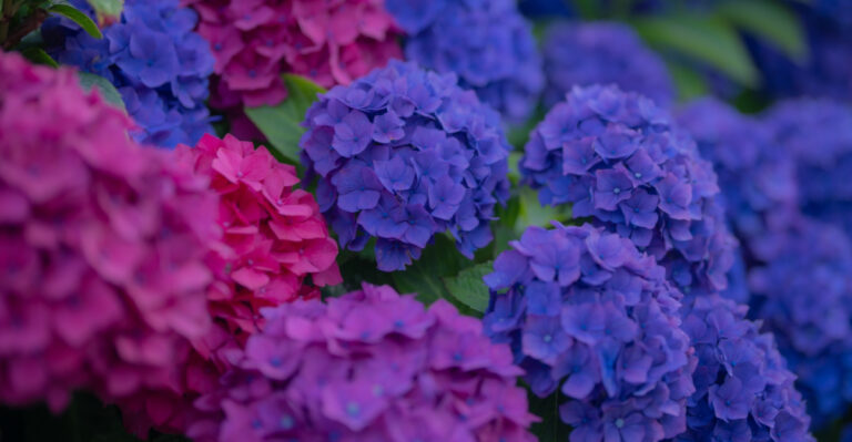 These Are The Simple Steps You Should Take The Moment Missouri Hydrangeas Sprout