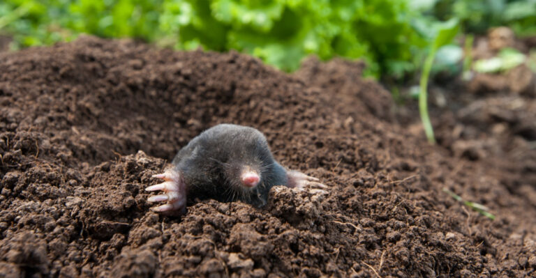 These Are The Smartest Ways To Mole-Proof Your Massachusetts Lawn