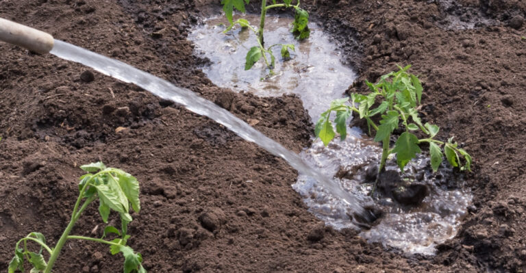 These Are The Steps To Take With Plants When Minnesota Temperatures Stay Above 95